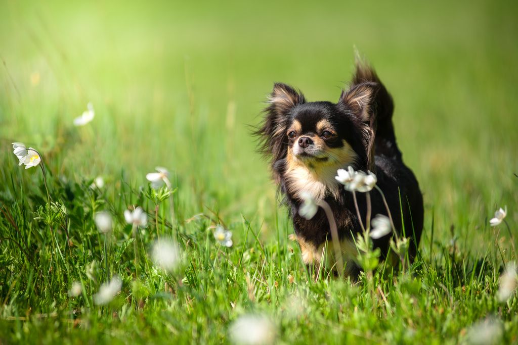 Chihuahua på gresseng