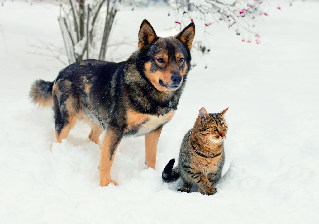 Hund og katt i snøen