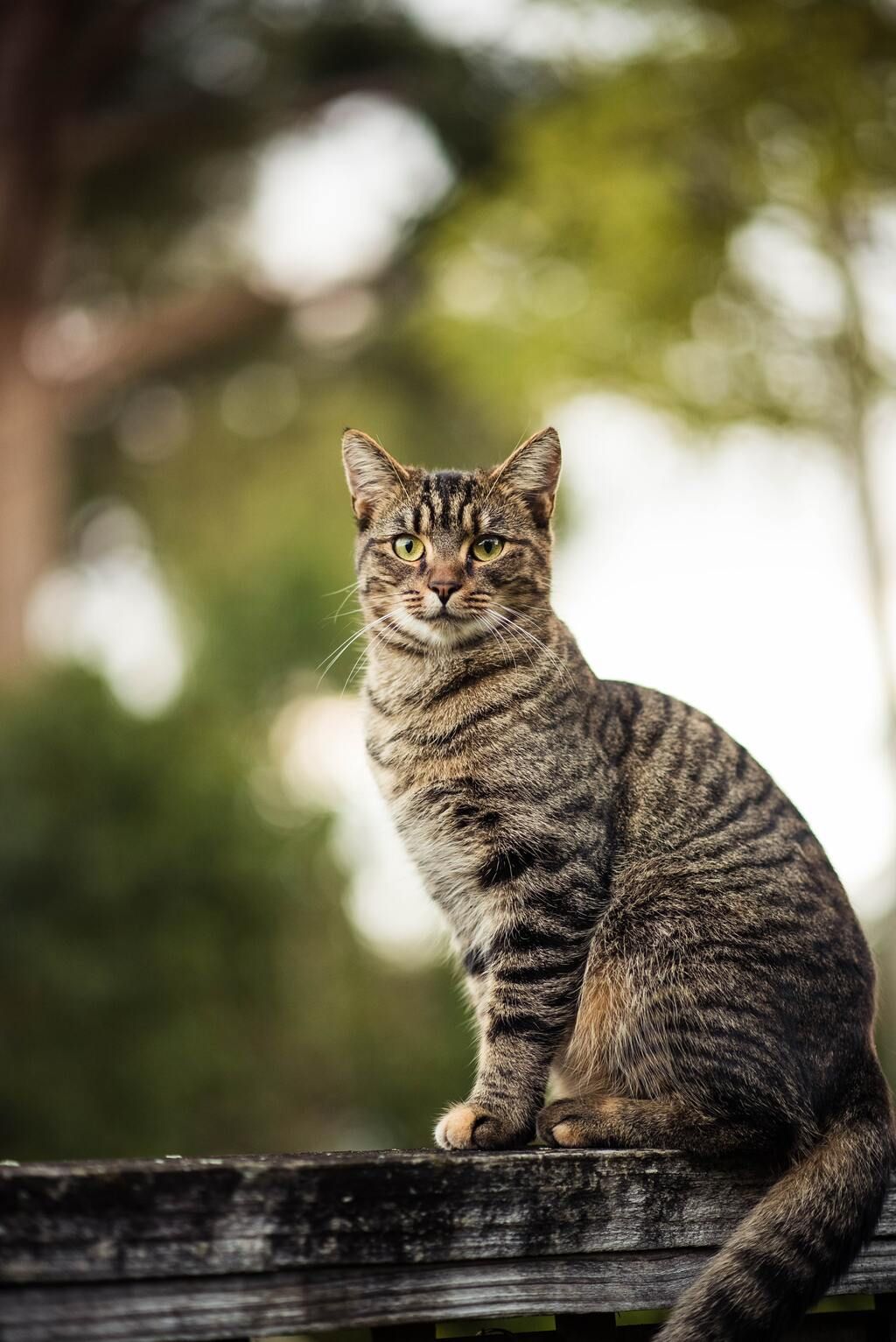 Katt utendørs i naturen