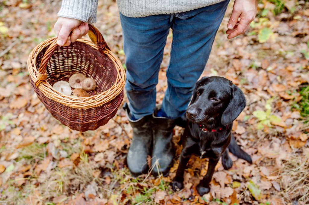 Hund og eier med soppkurv