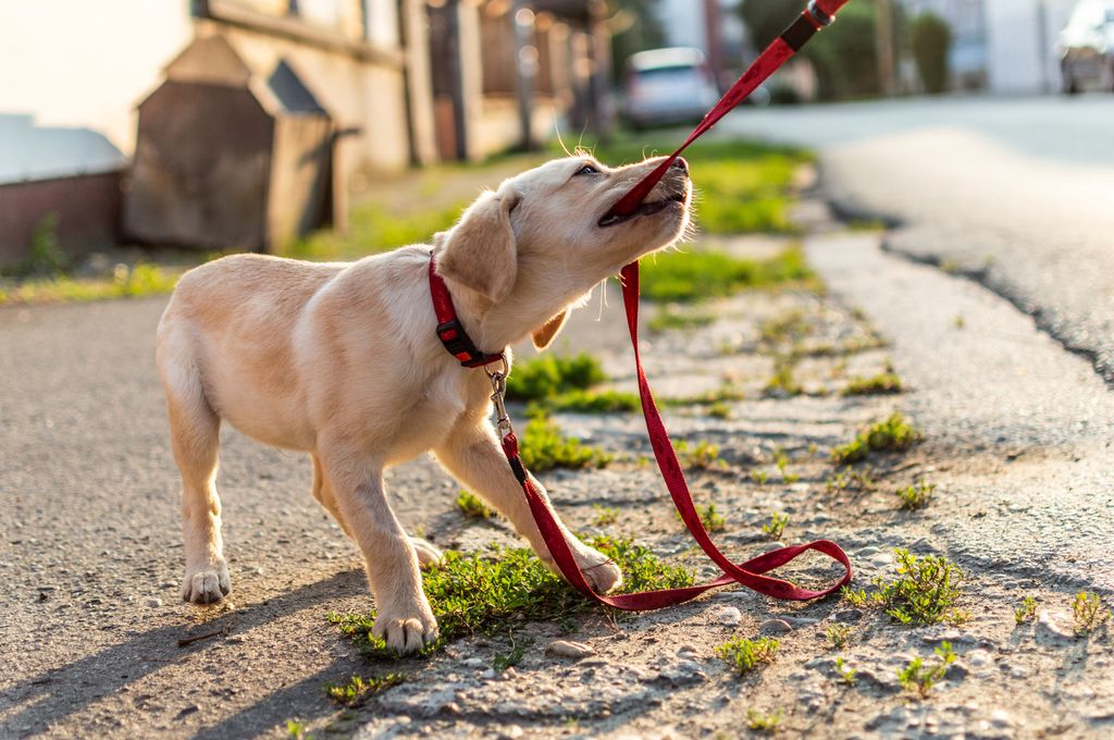 Ung hund som drar i båndet