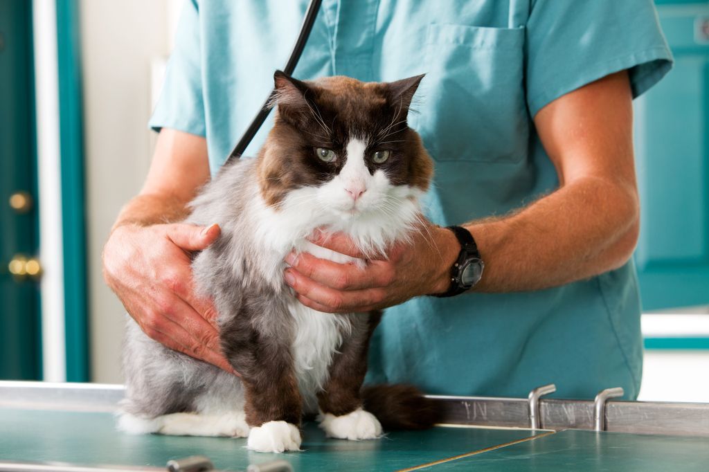 Katt hos veterinær