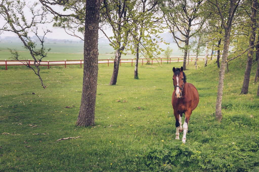 Hest på beite