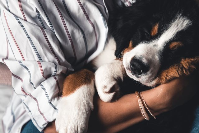 Hund som sover i armene til en person