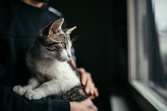 Mann med katt i armene