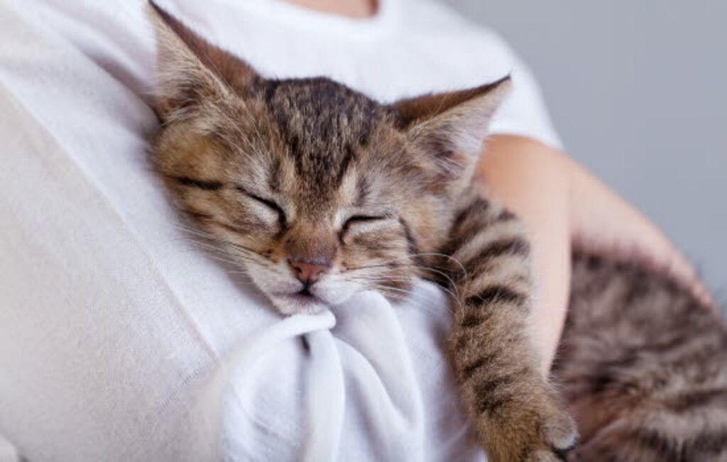 Kattunge som sover på armen