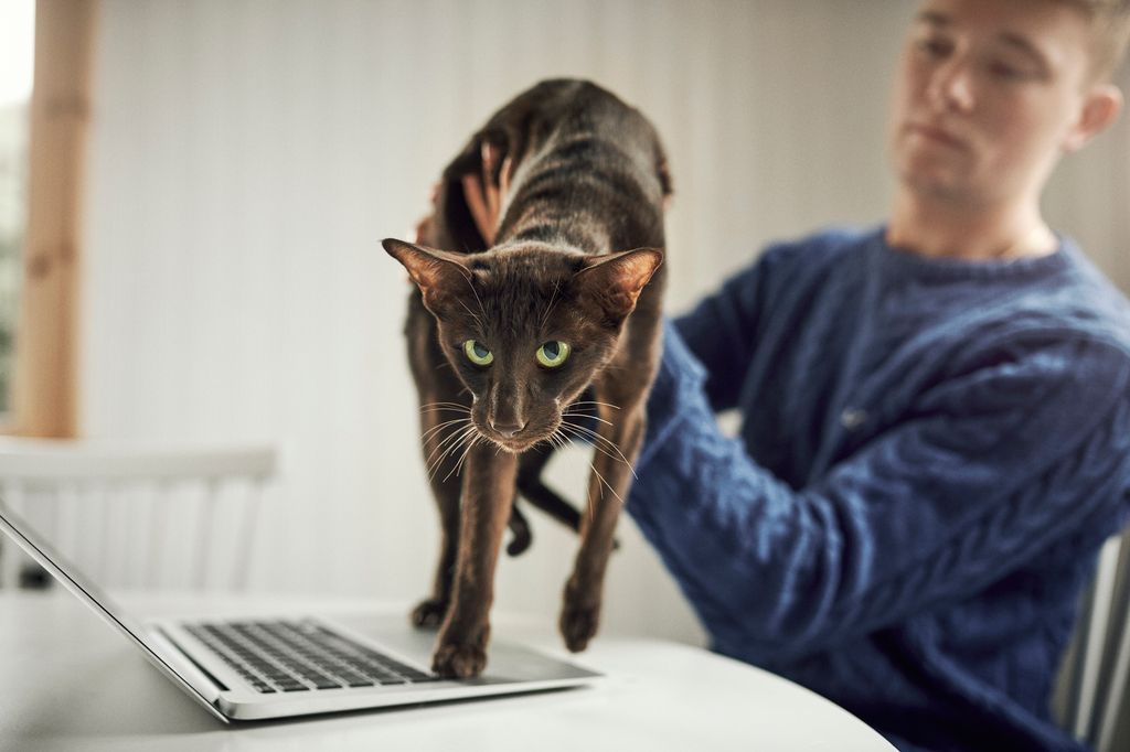 Katt som går på laptop, mann som løfter den vekk