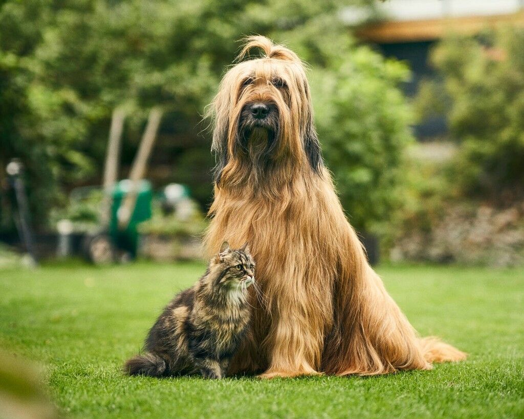 Katt og hund som sitter på gresset.