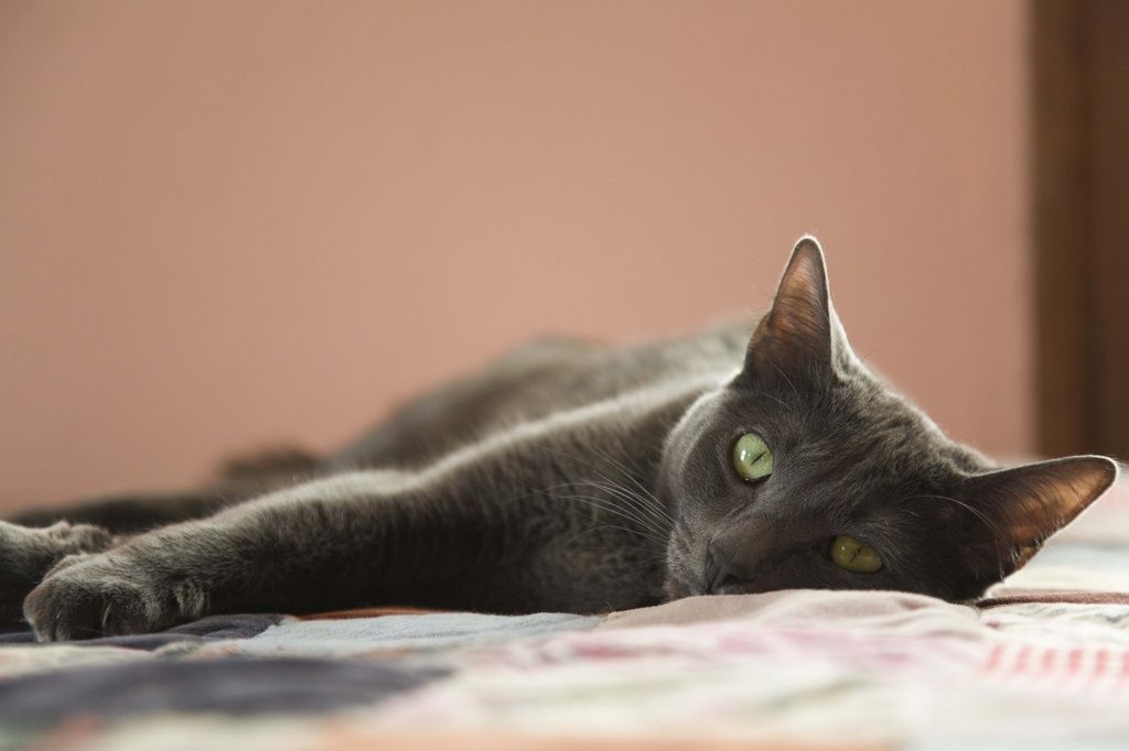 Grå katt som ligger og slapper av