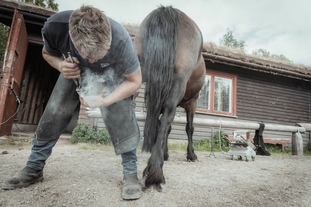 Hest som bytter sko