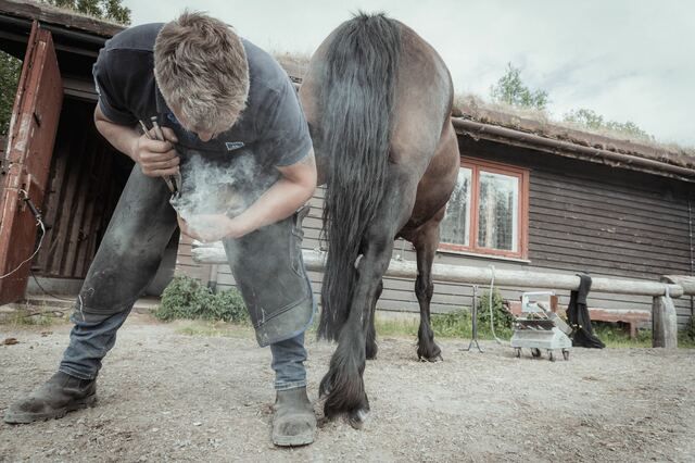 Hovslager som bytter sko på en hest.