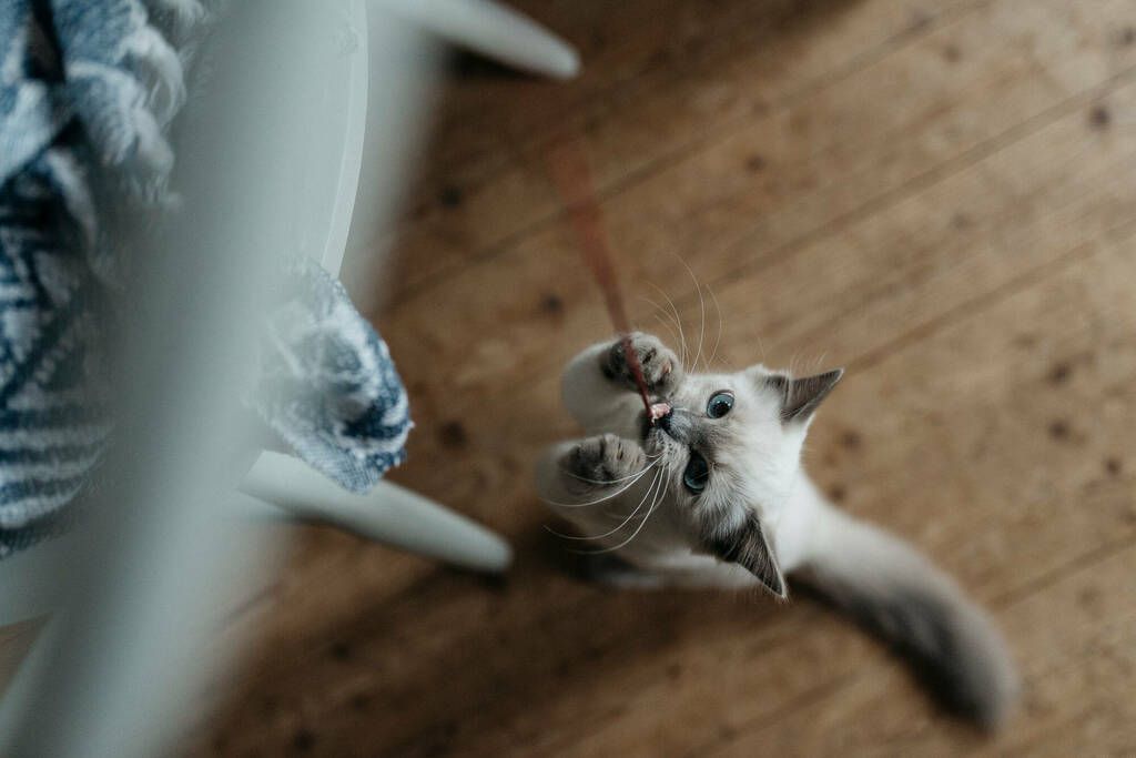 katt som leker