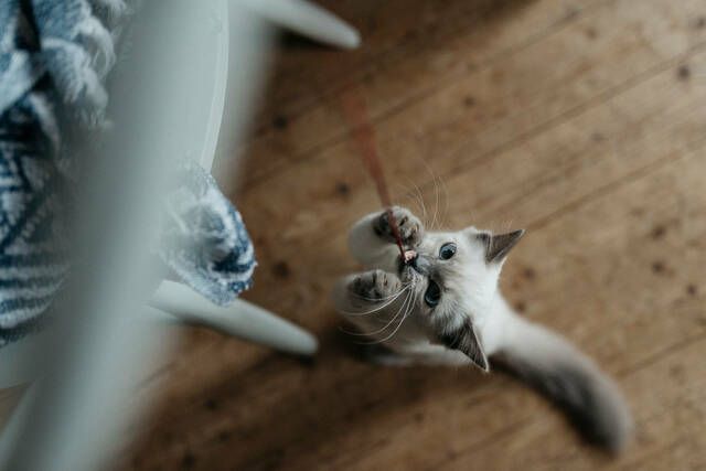 katt som leker