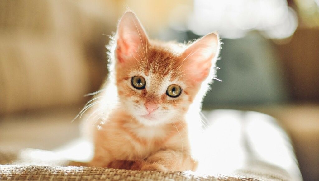 Orange kattunge
