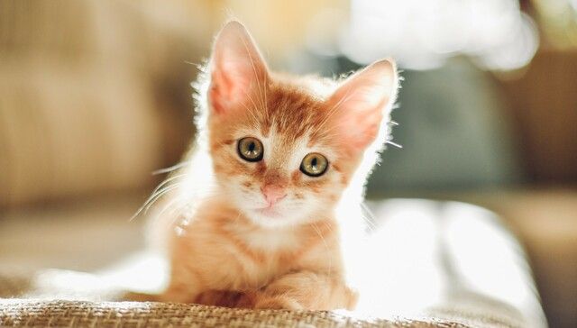 Orange kattunge