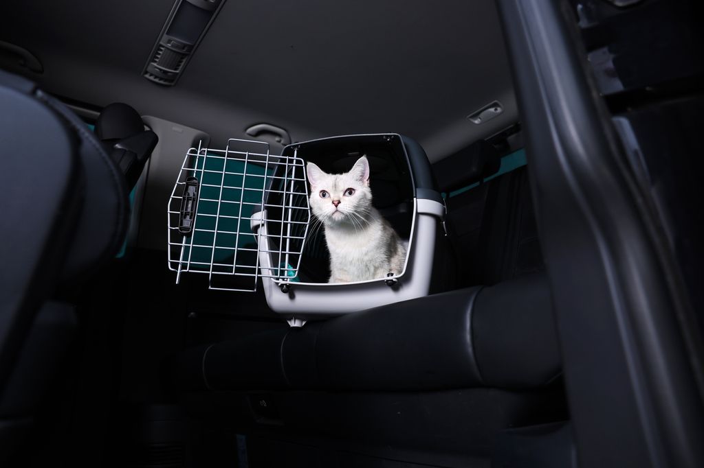 Katt i transportbur i bil