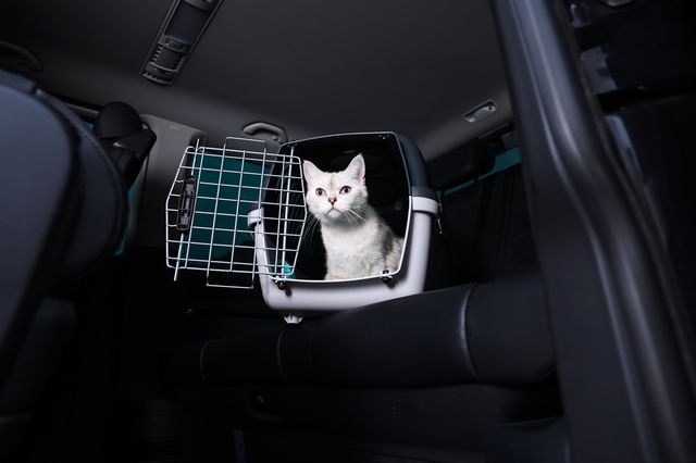 Katt i transportbur i bil