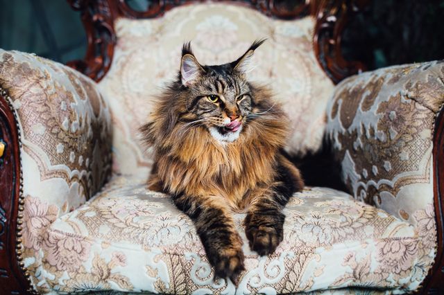 Katt i lenestol