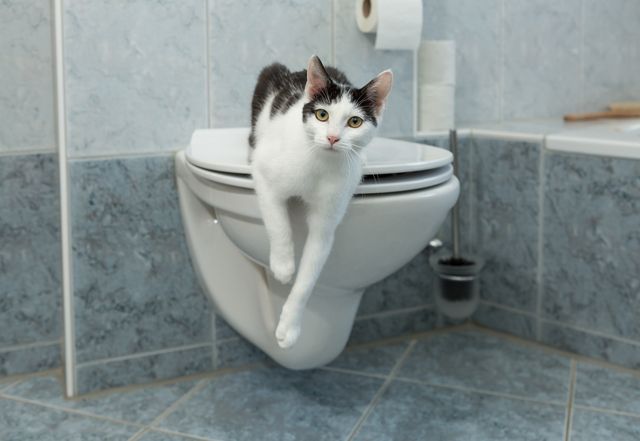 Katt på toalett