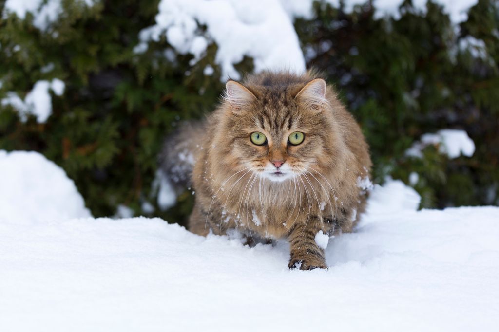 Katt som går i snø