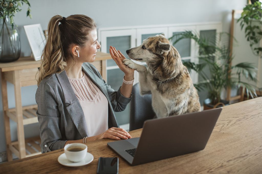 Dyreeier og hund gir en highfive ved en laptop