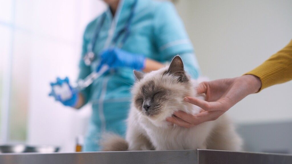 Katt hos veterinæren