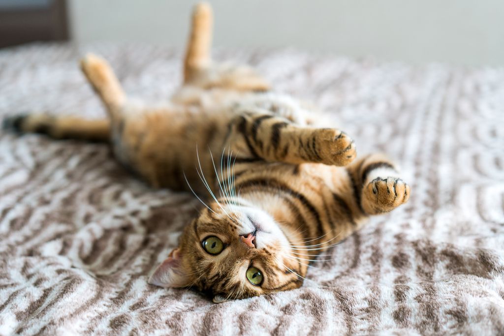 Bengalkatt som ruller seg