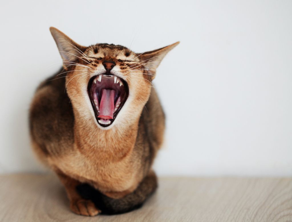 Katt som gaper høyt