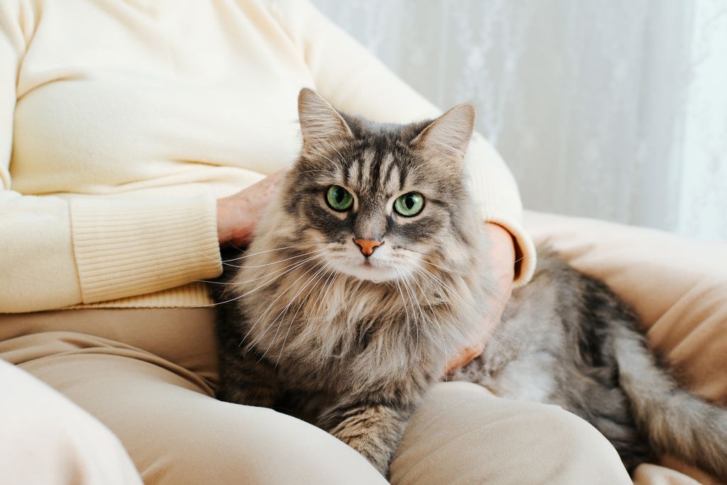 Katt som ligger på fanget til en dame