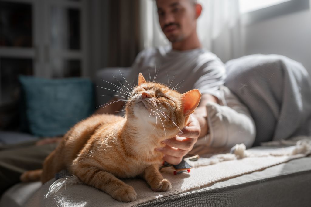 Katt som blir klappet