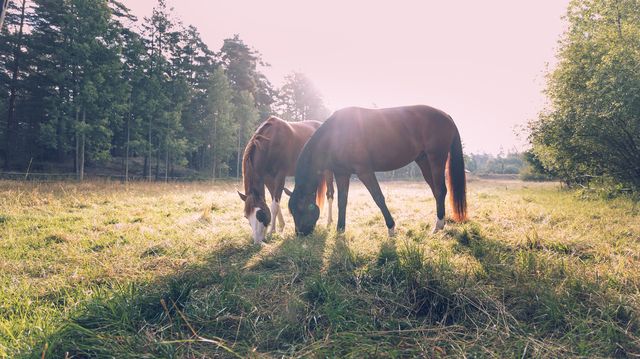 Hester gresser ute på sommerbeite