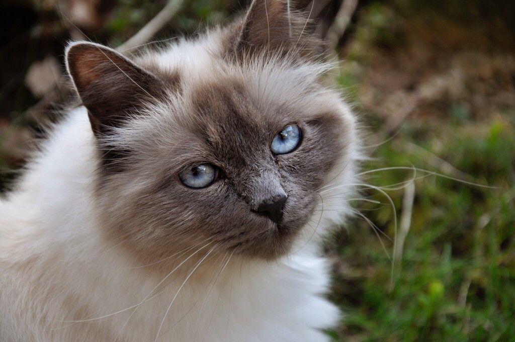 Katt utendørs