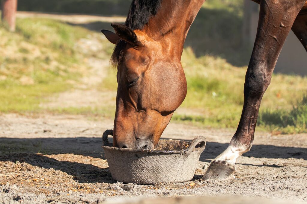 Menneske klapper hest