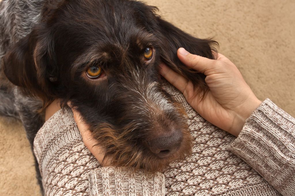 Hund som blir klappet