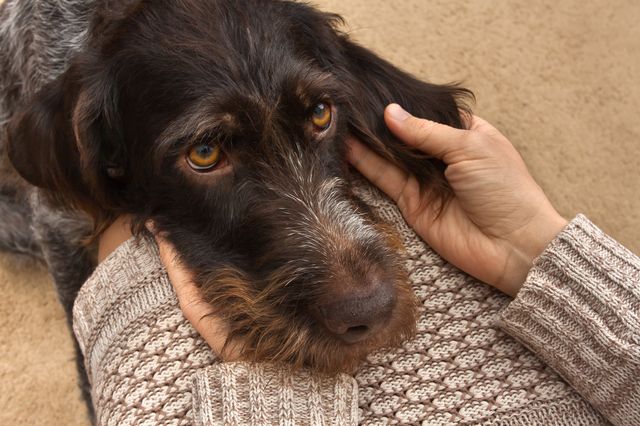 Strihåret vorsehhund som hviler hodet i et fang.
