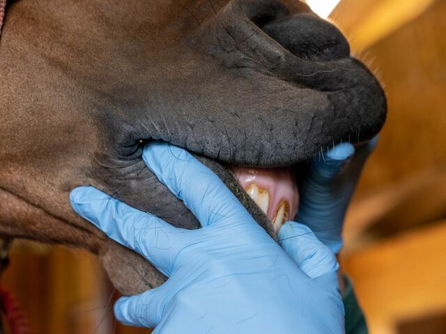 Veterinær som undersøker munnen til en hest
