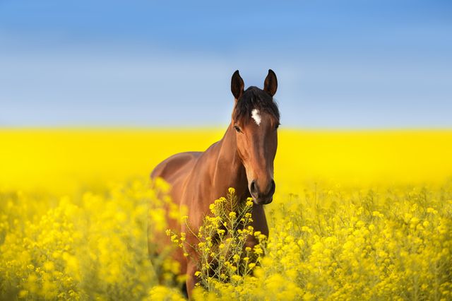 Hest i blomstereng