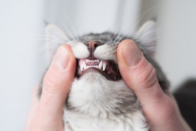 Kattetenner