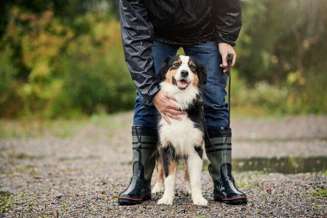 Hund som står sammen med eieren sin
