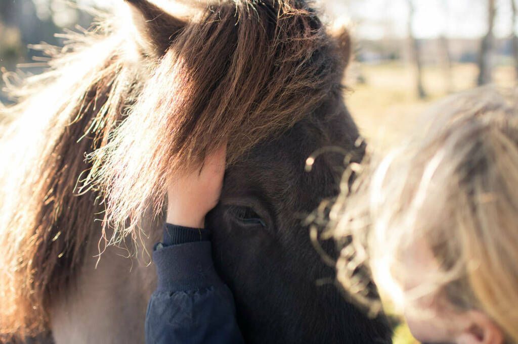 Person som klapper en islandshest