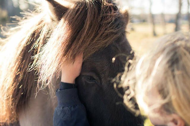 Person som klapper hest i pannen.