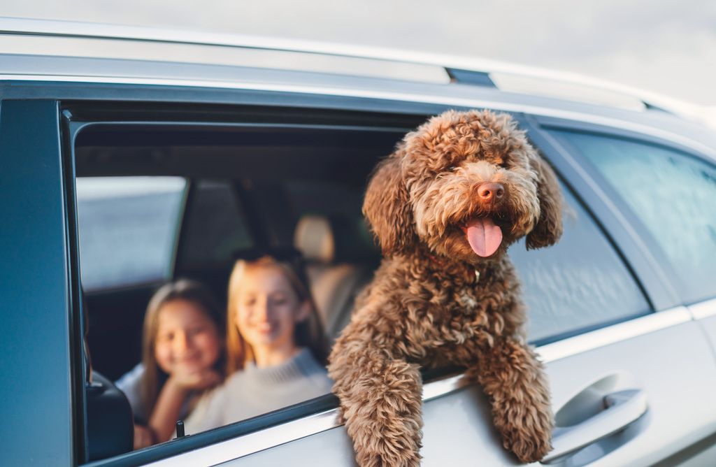 Krøllete hund som titter ut av bilvindu