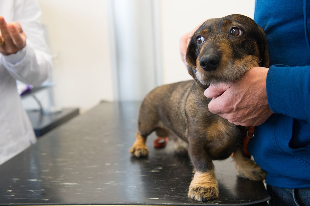 Dachs hos veterinæren
