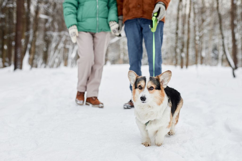 Hund på tur i snøen