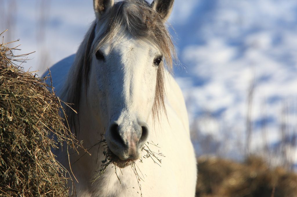 Hest som spiser høy ute på vinteren