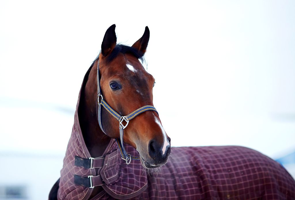Hest utendørs med dekken