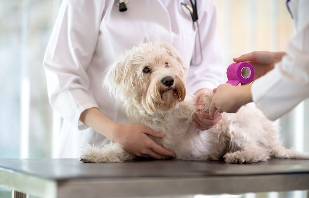 Hvit hund hos veterinæren