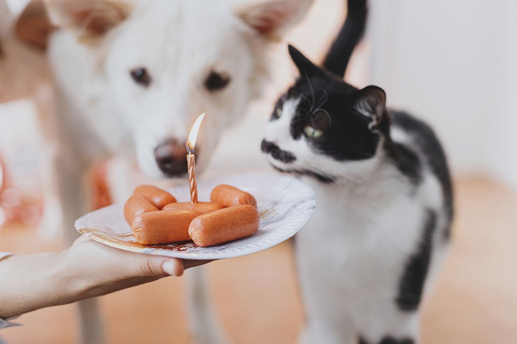 Hund og katt som snuser på pølser med bursdagslys