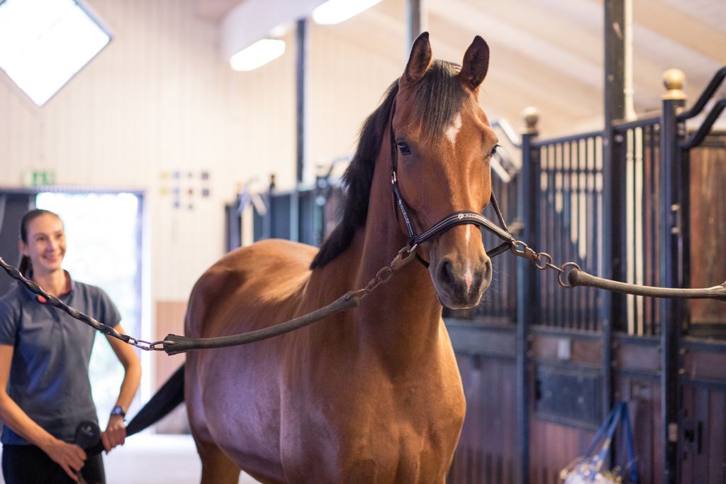 Hest i stall