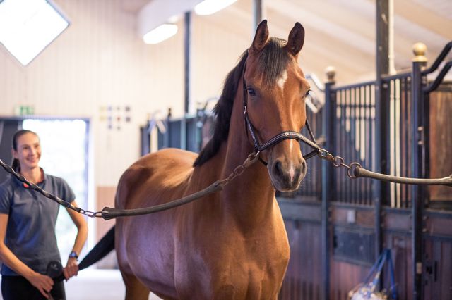 Hest i stall